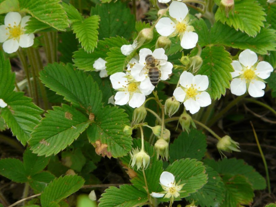 Земляника пчелы