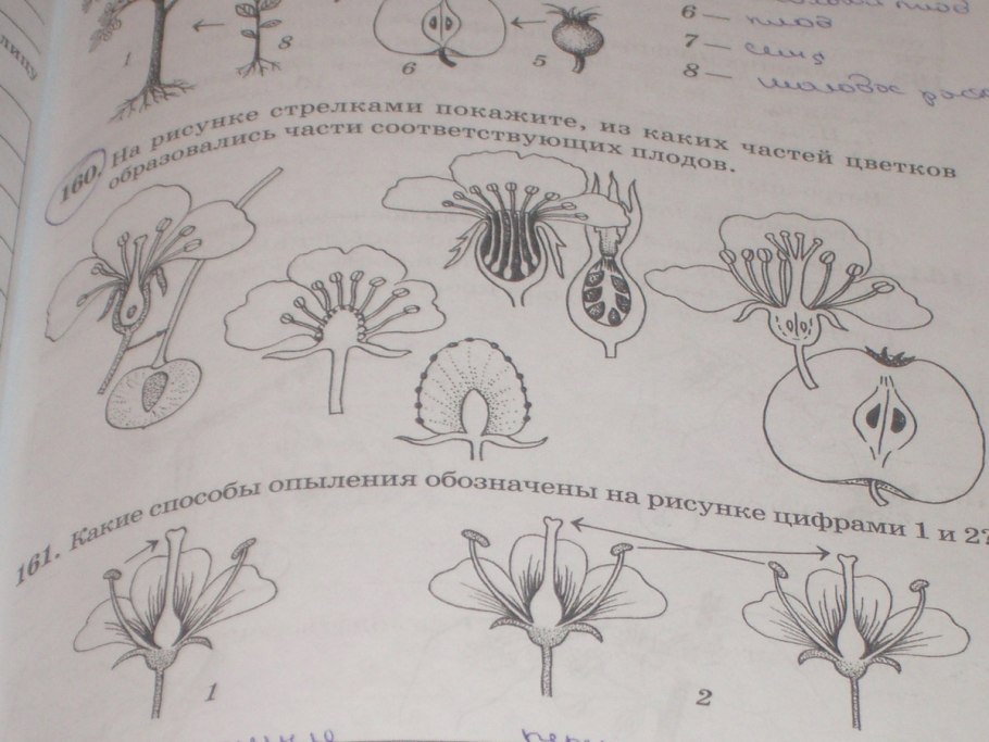 Опыление насекомыми
