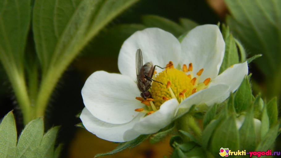 Пчела на клубнике