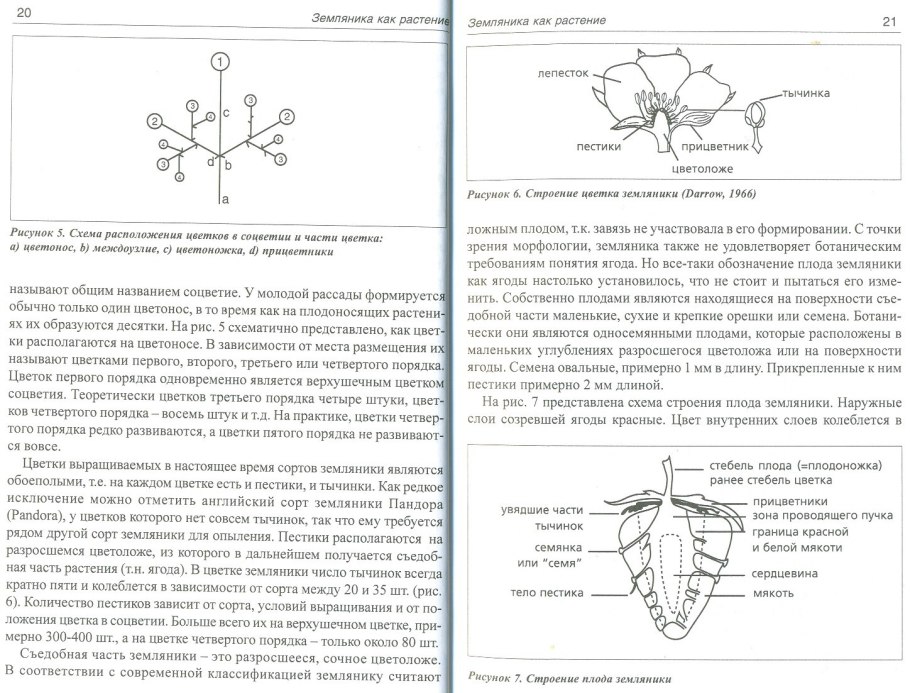 Технолог в теплице