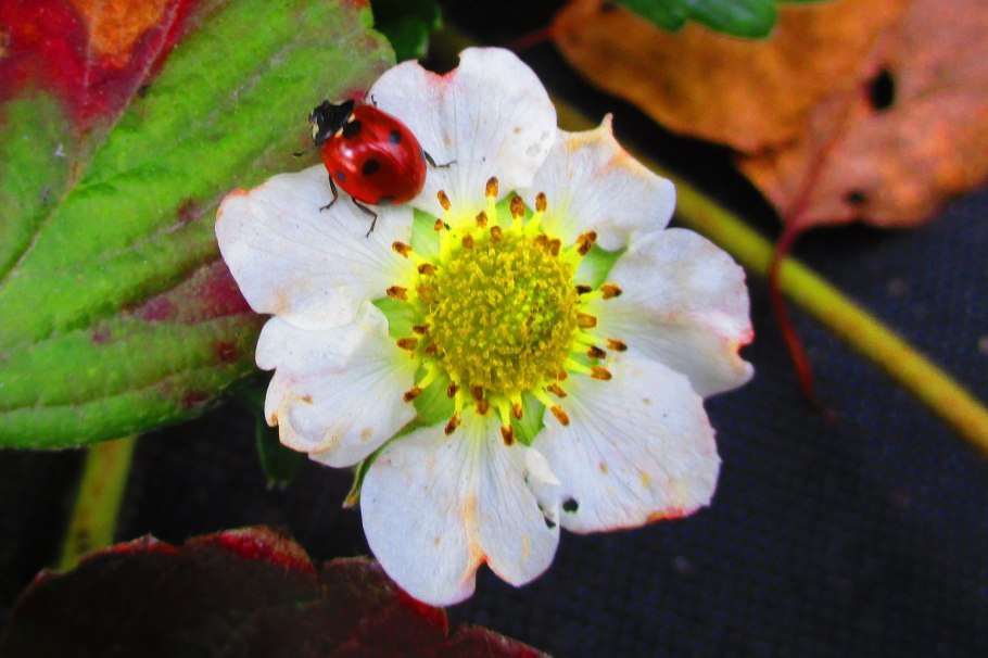 Жуки опылители