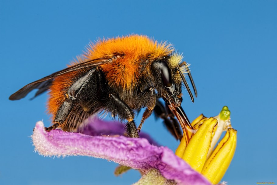 Цветоложе земляники