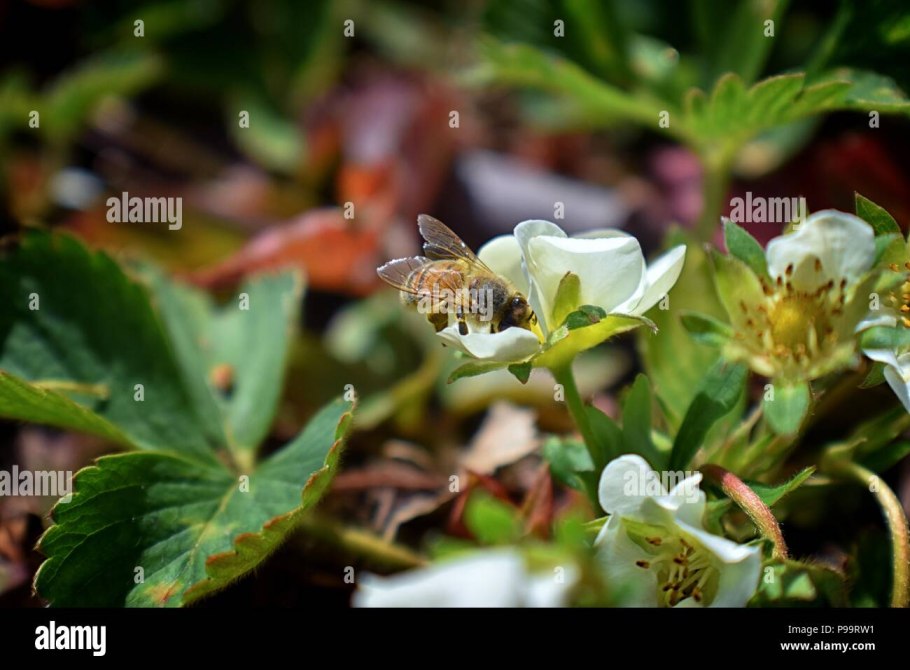 Земляника светолюбивая