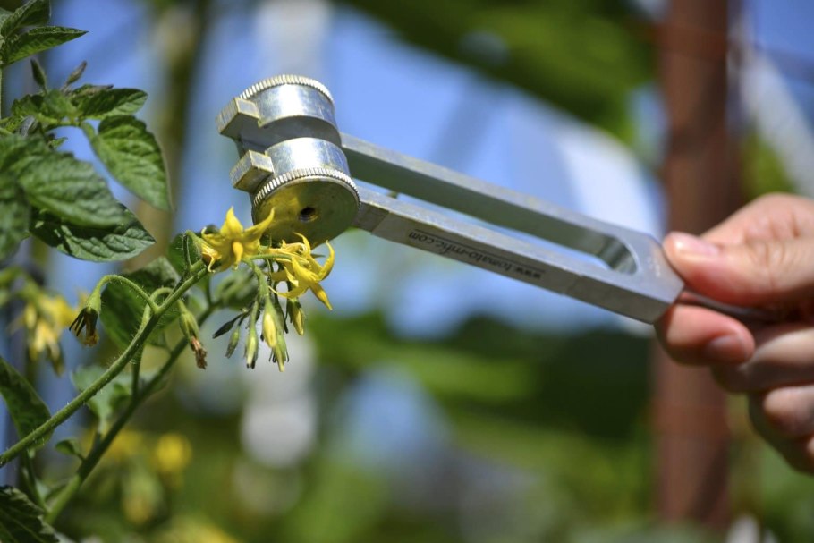 Плод многоорешек Лютика