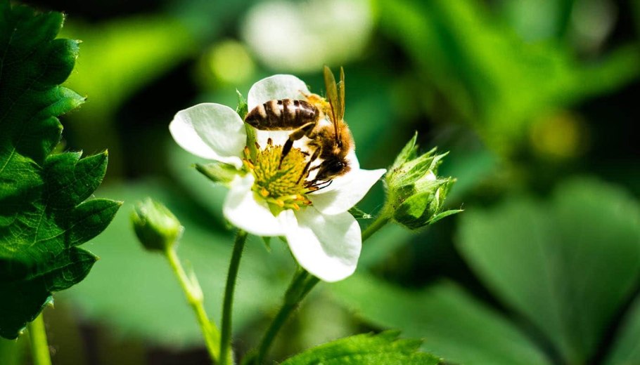 Земляника пчелы
