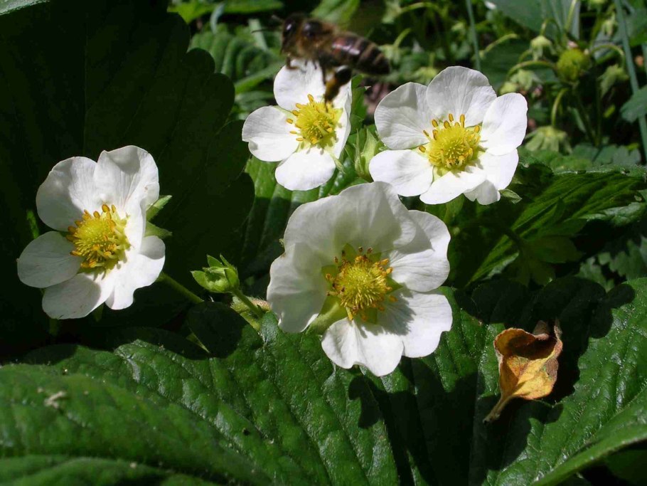 Искусственный опыление огурца