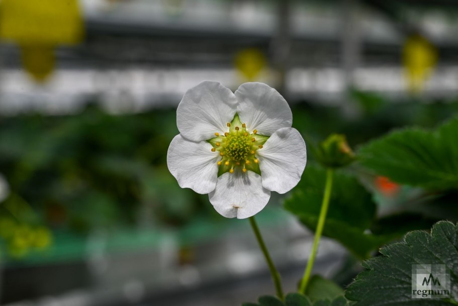 ПУСТОЦВЕТ на Виктории что