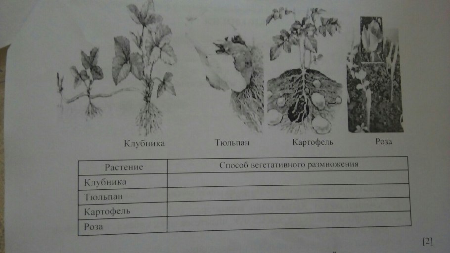 Плоды земляничника Ботаническая иллюстрация