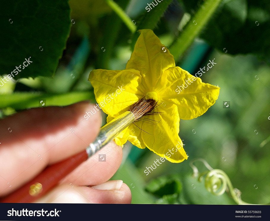 Схема посадки клубники усами