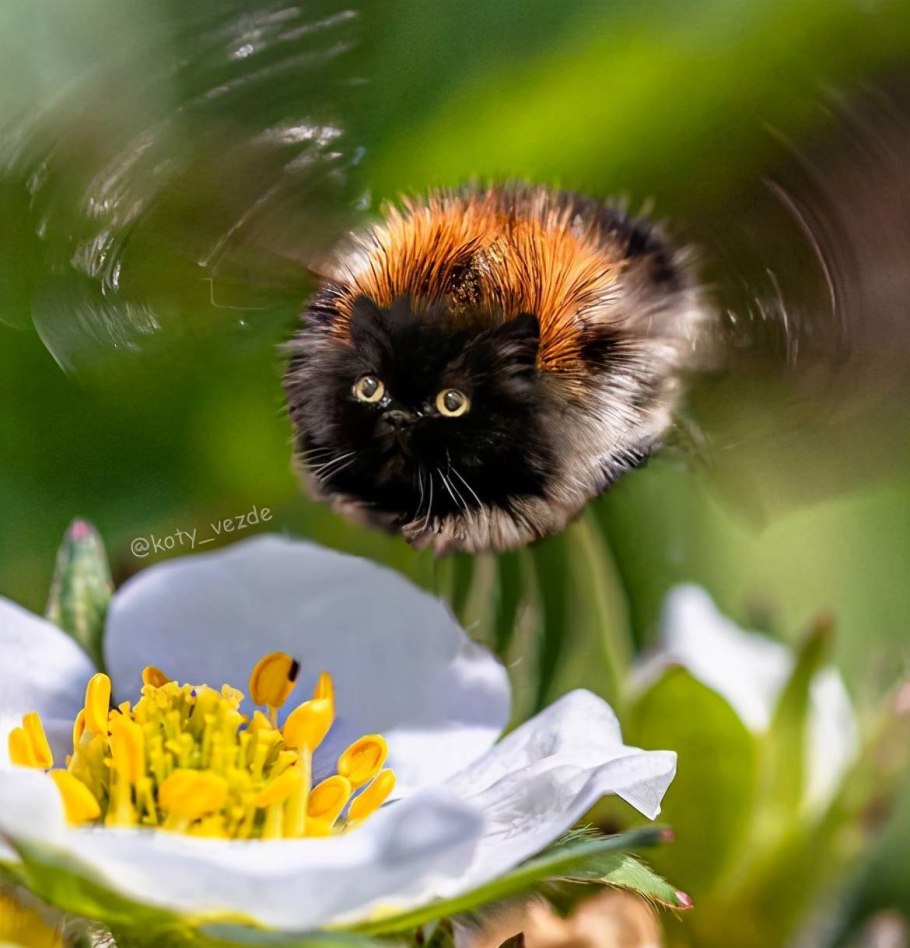 Пчела опыляет яблоню