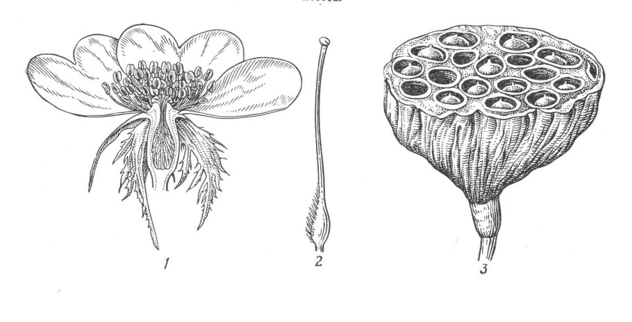 Рисунок ИК каких частей цветка образуется плод