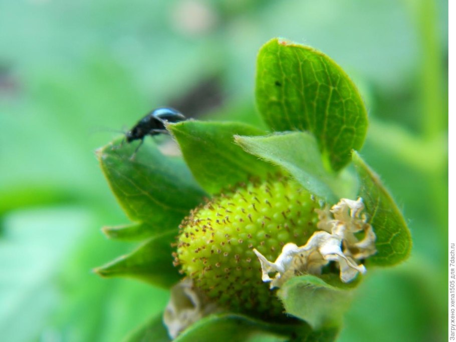 Опылитель для томатов