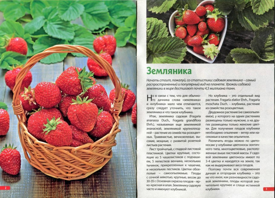 Земляника пчелы