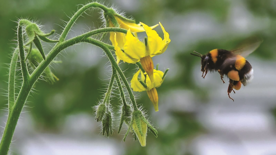 Фасциация земляники