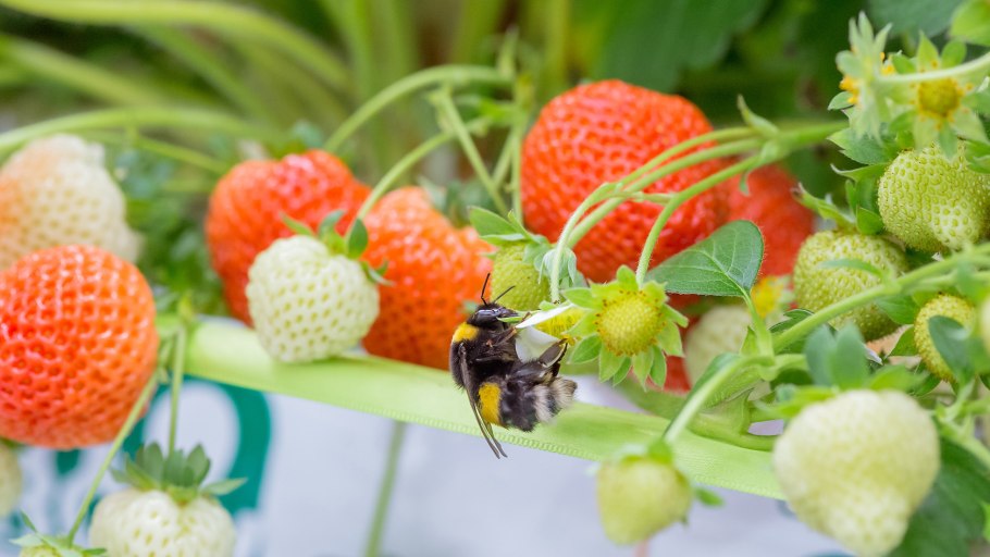 Схема опыления и оплодотворения цветковых растений