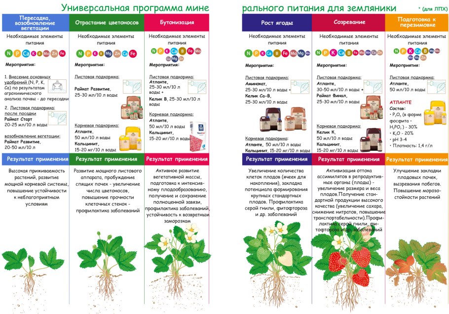 Земляничина плод строение