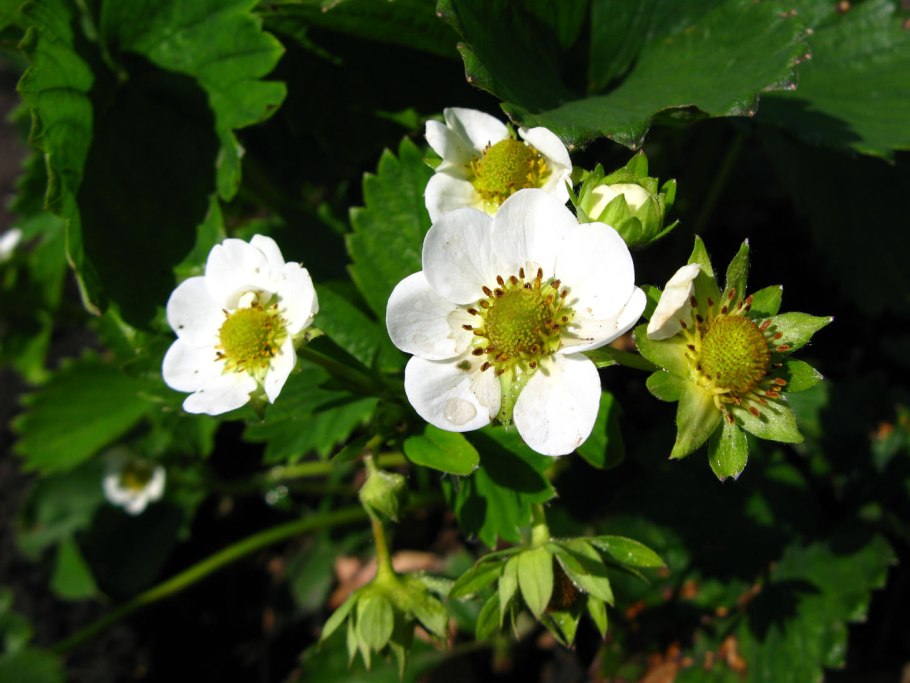 Завязь пестика схема