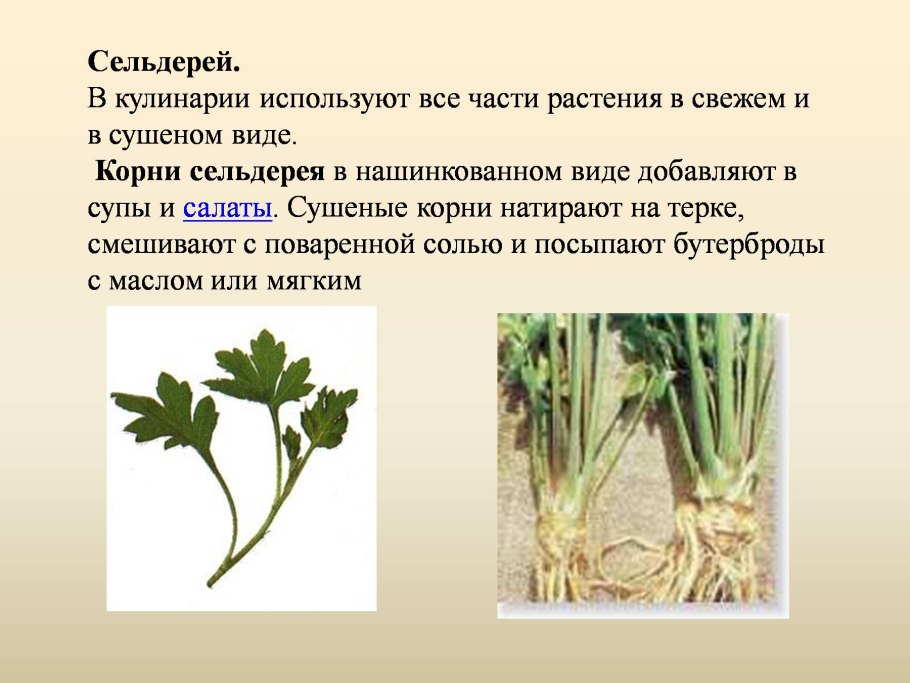 Сельдерей листовой черешковый корневой