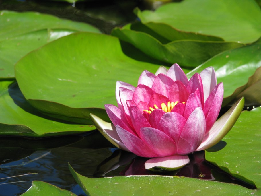 Эйхорния крассипес