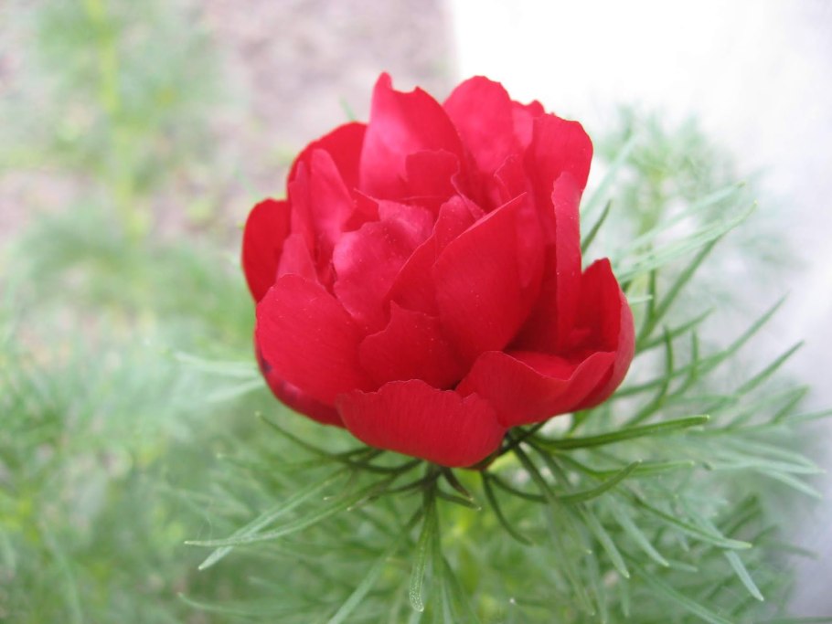 Пион тонколистный rubra Plena