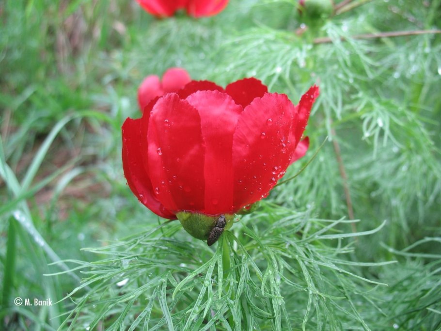 Пион узколистный