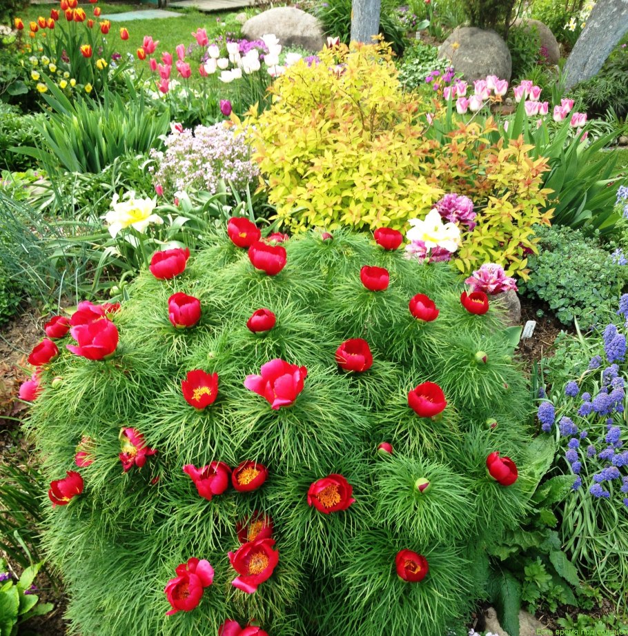 Пион узколистный белый