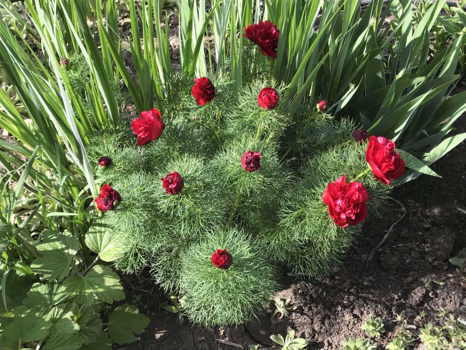Пион тонколистный Paeonia tenuifolia