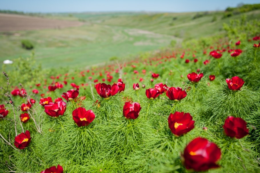 Paeonia tenuifolia