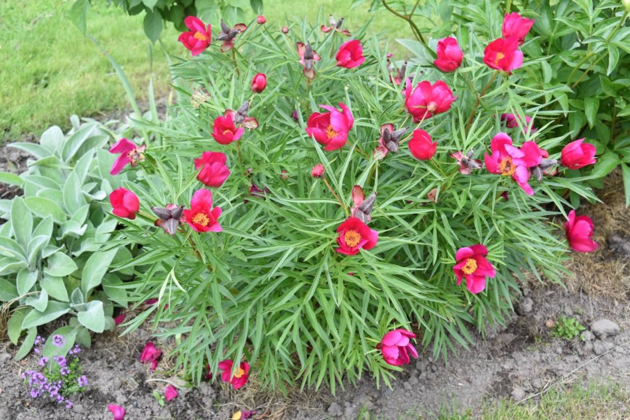 Пион тонколистный белый махровый