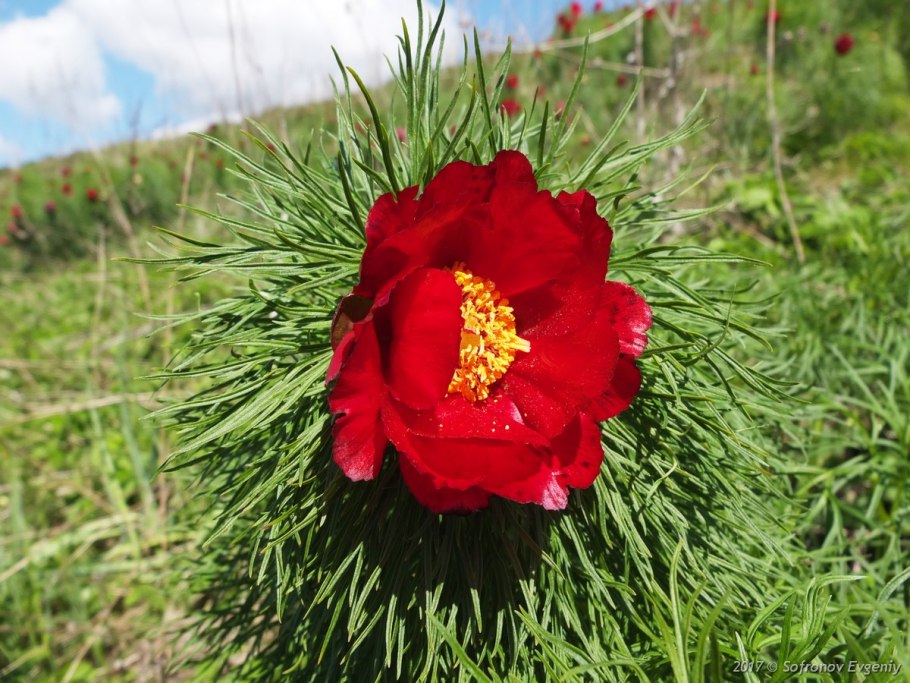 Пион узколистный Воронец