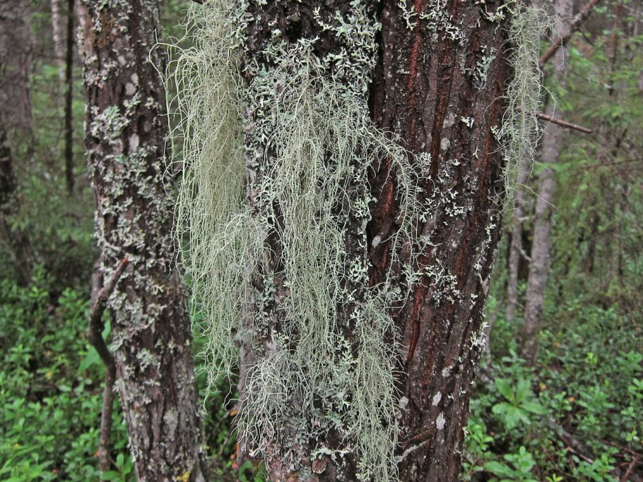 Уснея бородатая лишайник