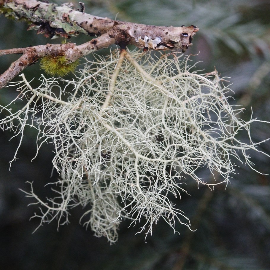 Кустистые лишайники