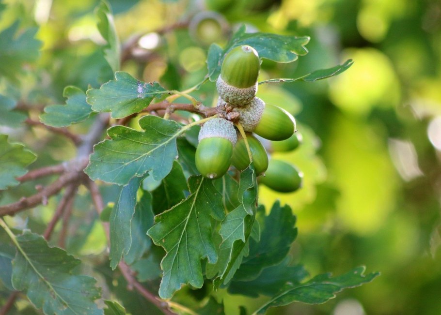 Дуб обыкновенный (Quercus Robur)