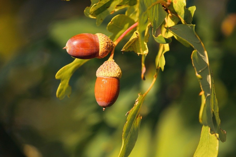 Дуб черешчатый (Quercus Robur l.)