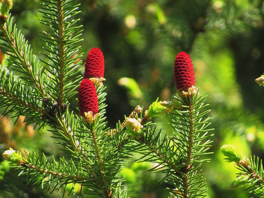 Ель обыкновенная цветение