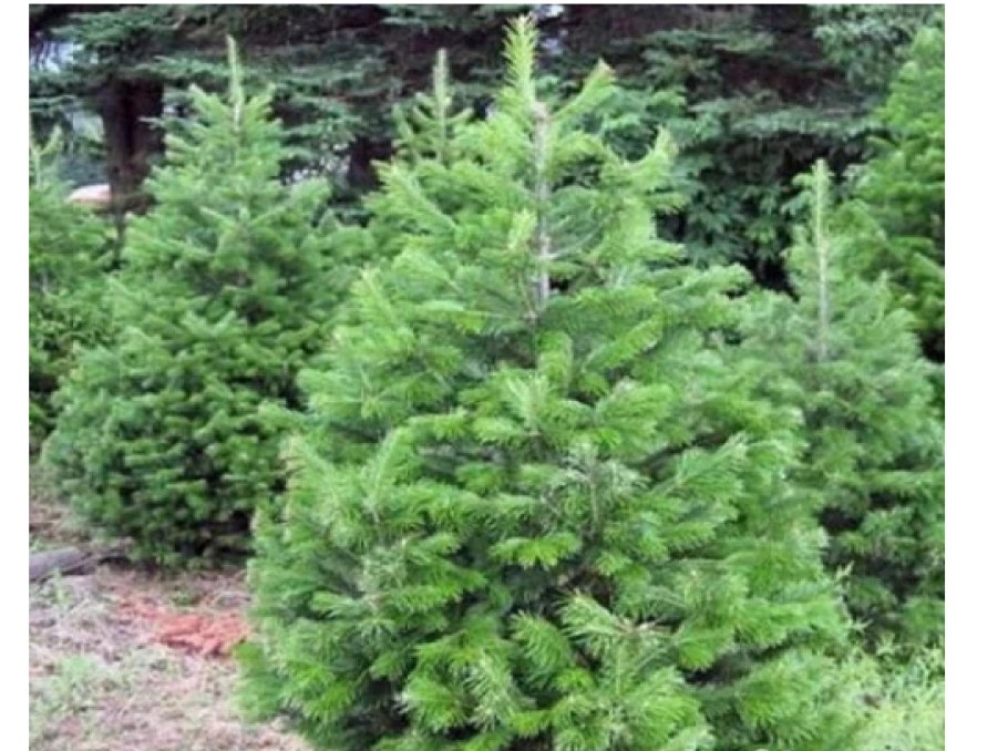 Пихта Сибирская Abies sibirica