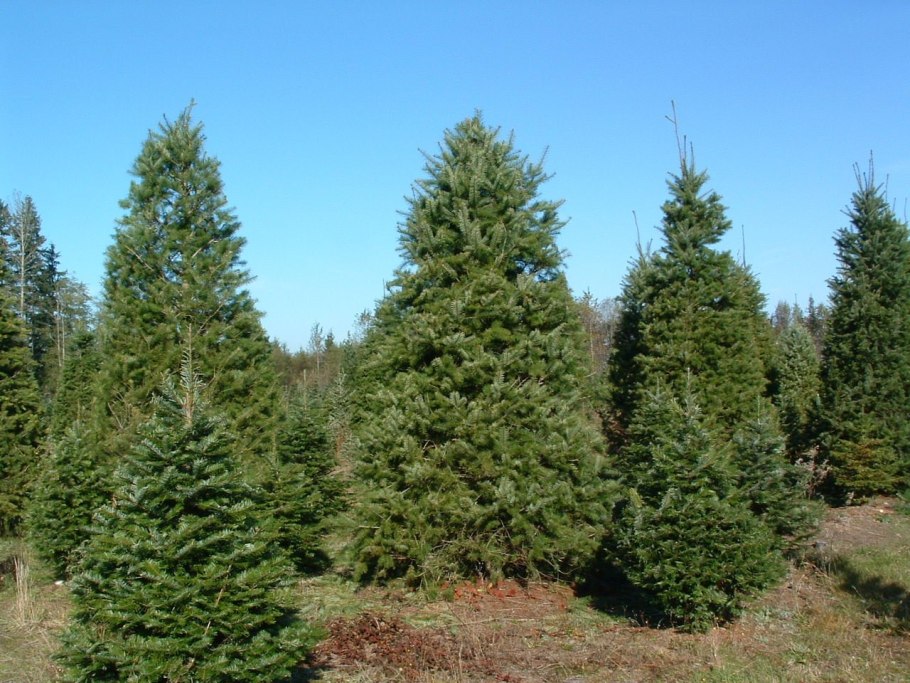 Пихта обыкновенная хвоя