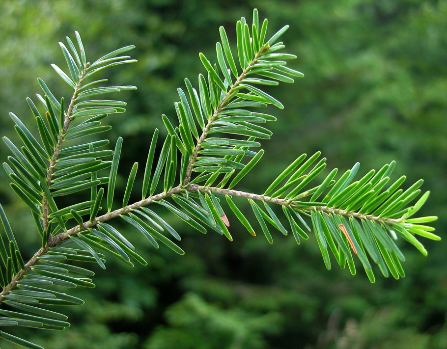 Пихта белая (Abies Alba p9)