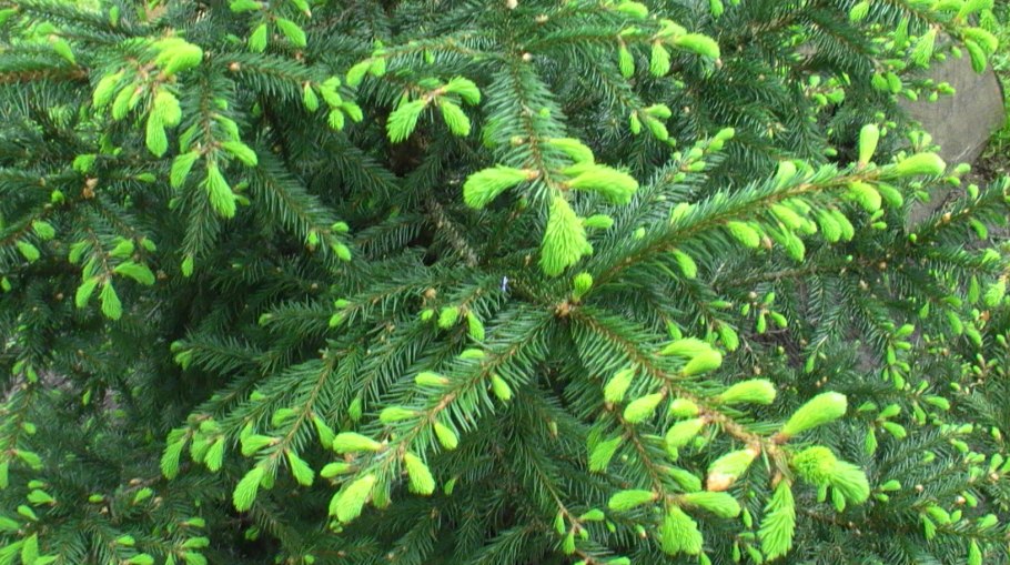 Ель европейская цветение