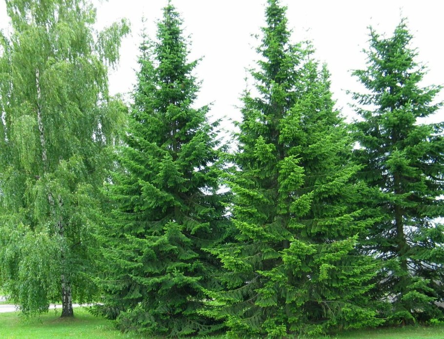 Пихта Сибирская Abies sibirica