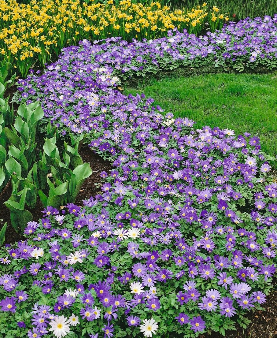 Алиссум бордюрный