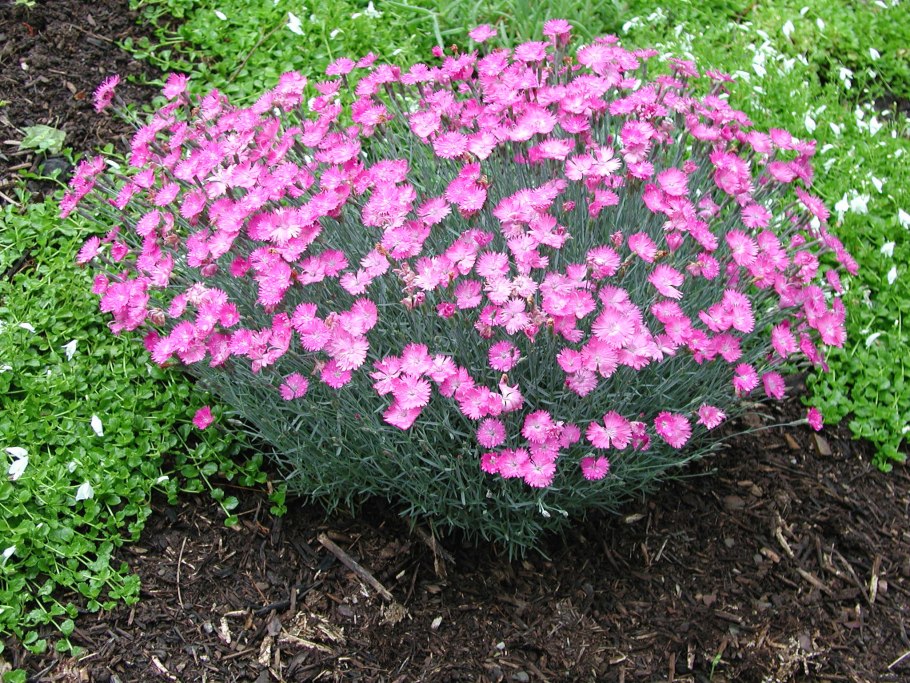 Гвоздика Альпийская Dianthus Alpinus