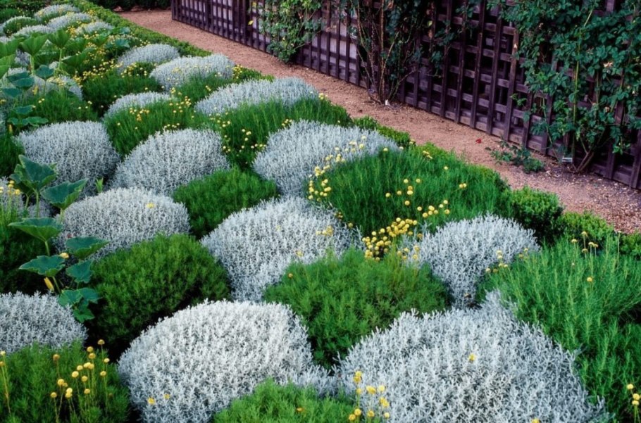 Почвопокровные растения мульча