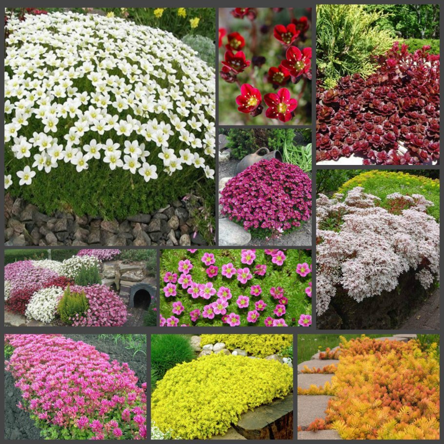 Аубреция Обриета гибридная Ксения