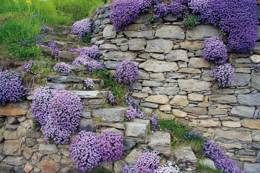 Колокольчик Портеншлага Катарина