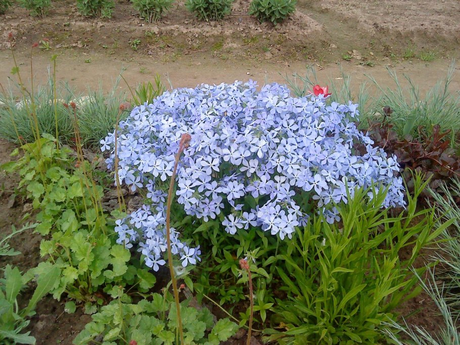 Барвинок почвопокровный