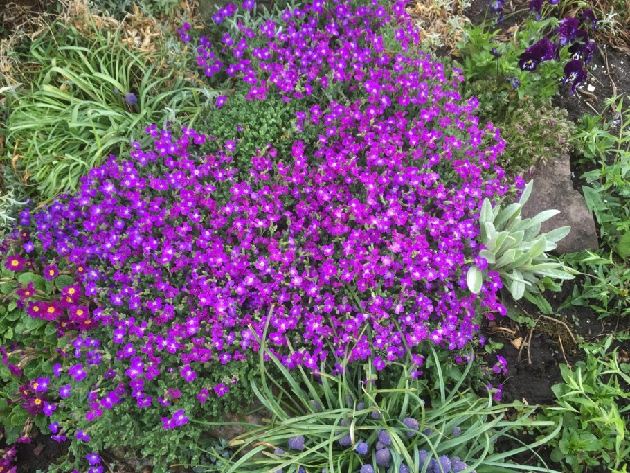 Обриета дельтовидная