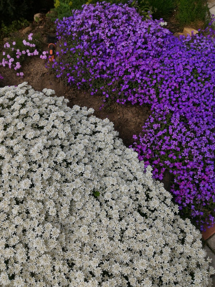 Флокс растопыренный