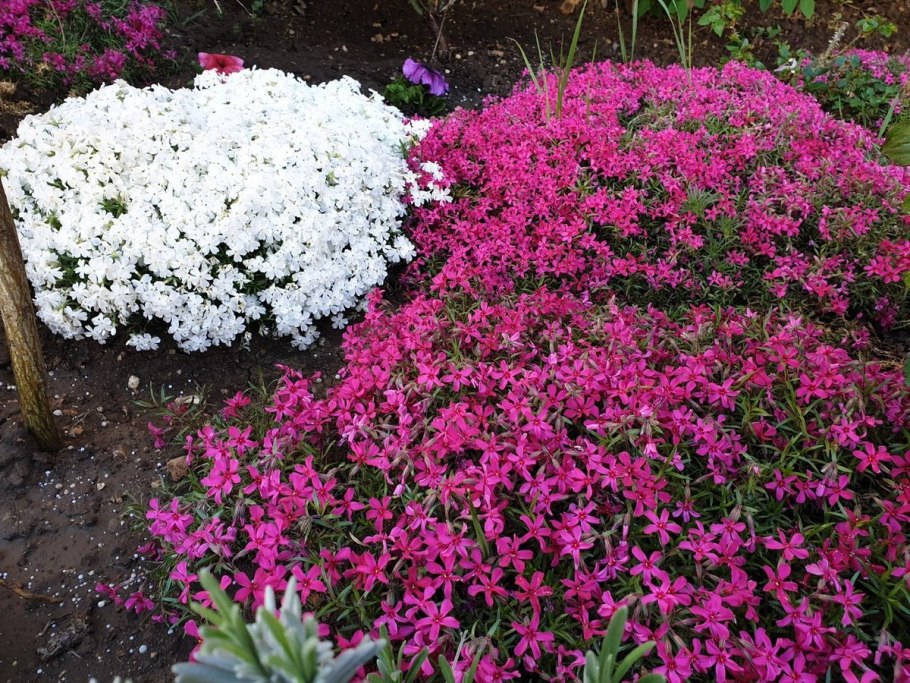 Флокс шиловидный рокарий