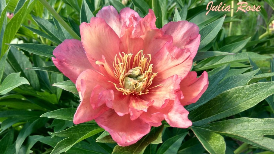 Пион Джулия Роуз (Ито) Itoh Julia Rose махровый темно-розовый в упаковке 1 шт